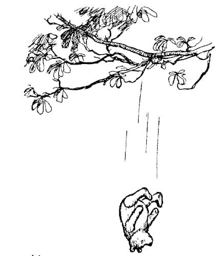In this drawing, Pooh falls headfirst from a leafy branch; he falls fast.